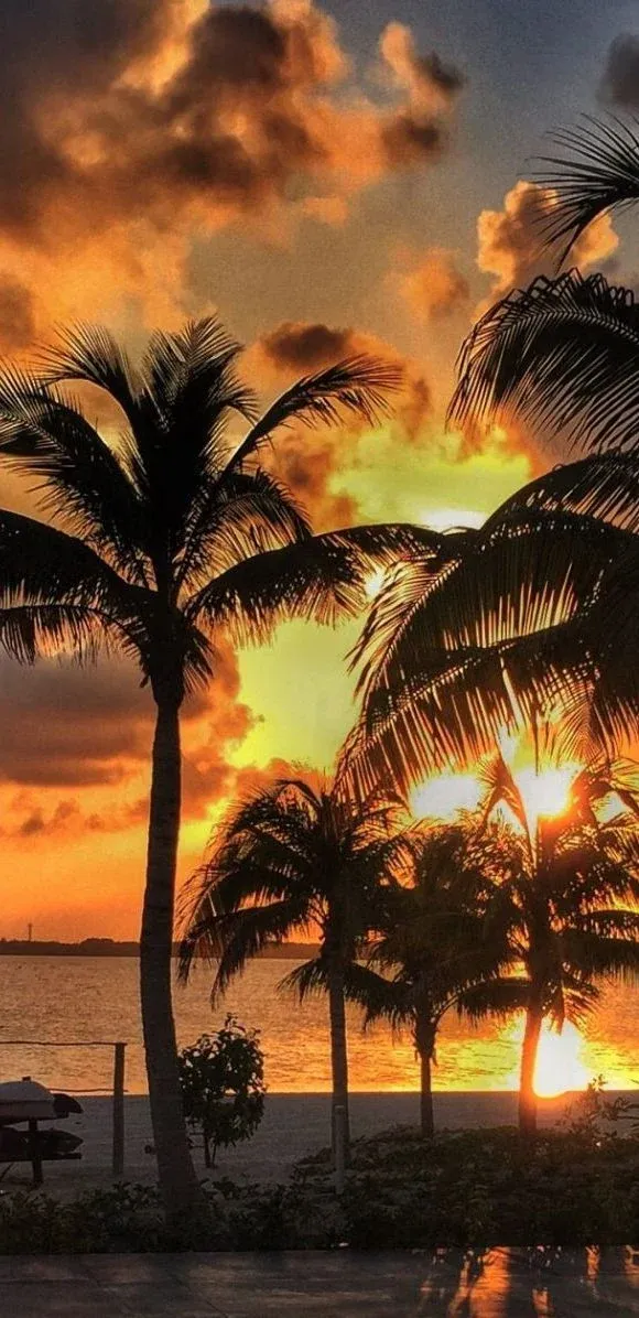 Palmeras frente al mar bajo un cielo de atardecer.